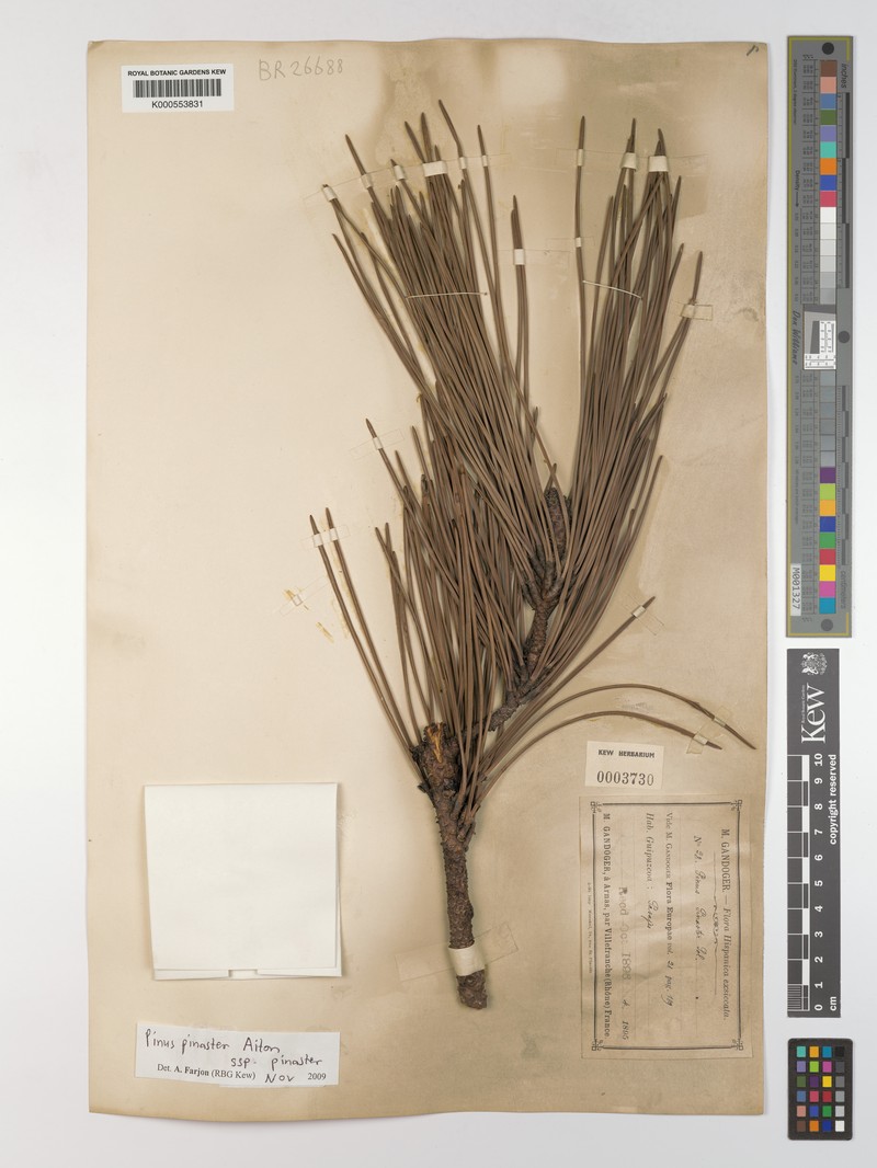 Pinus pinaster subsp. pinaster photo 2