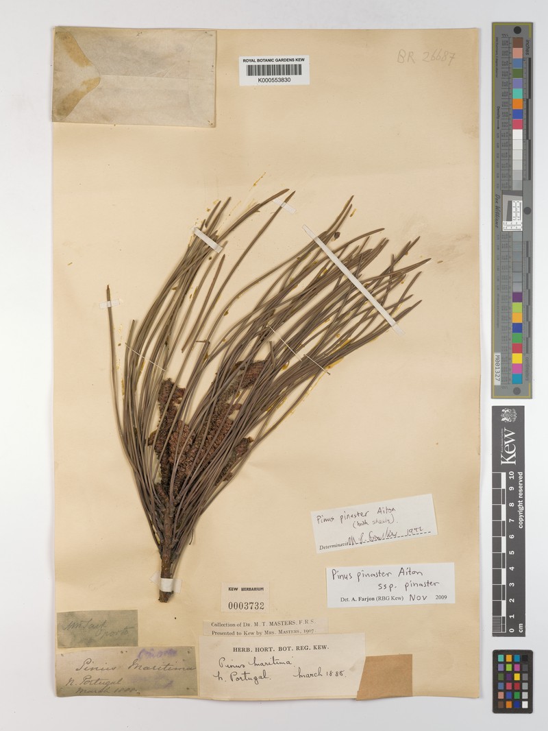 Pinus pinaster subsp. pinaster photo 3