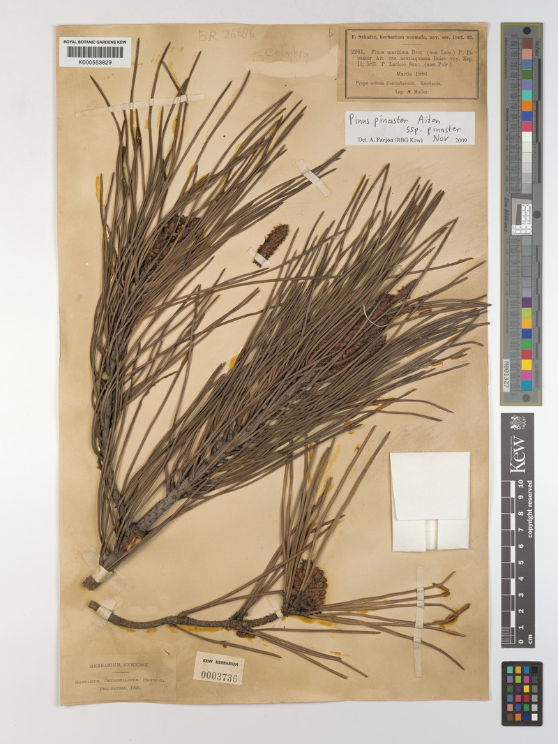 Pinus pinaster subsp. pinaster photo 4