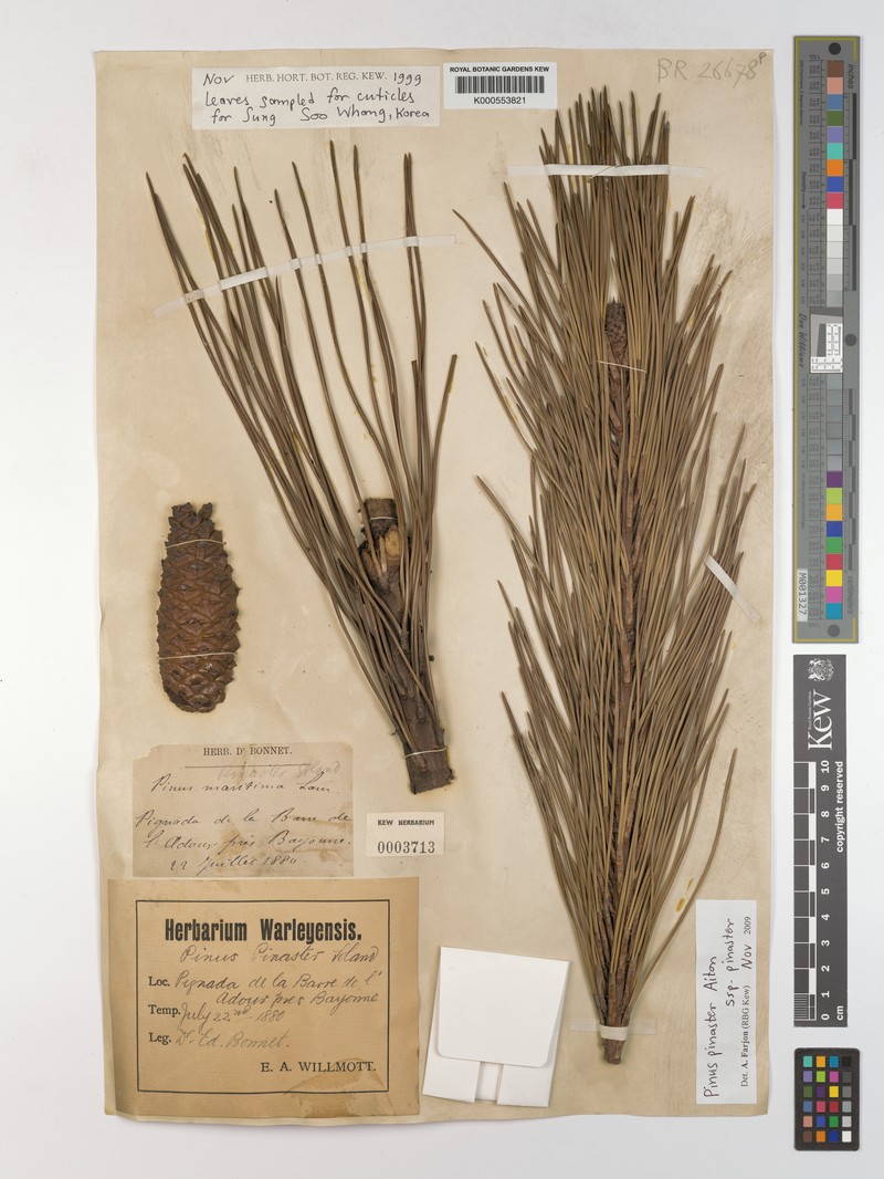 Pinus pinaster subsp. pinaster photo 5