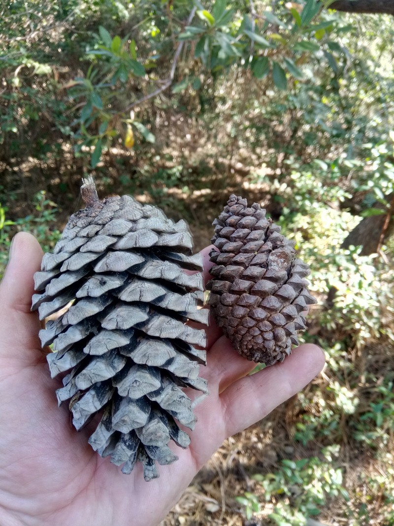 Pinus pinaster subsp. renoui