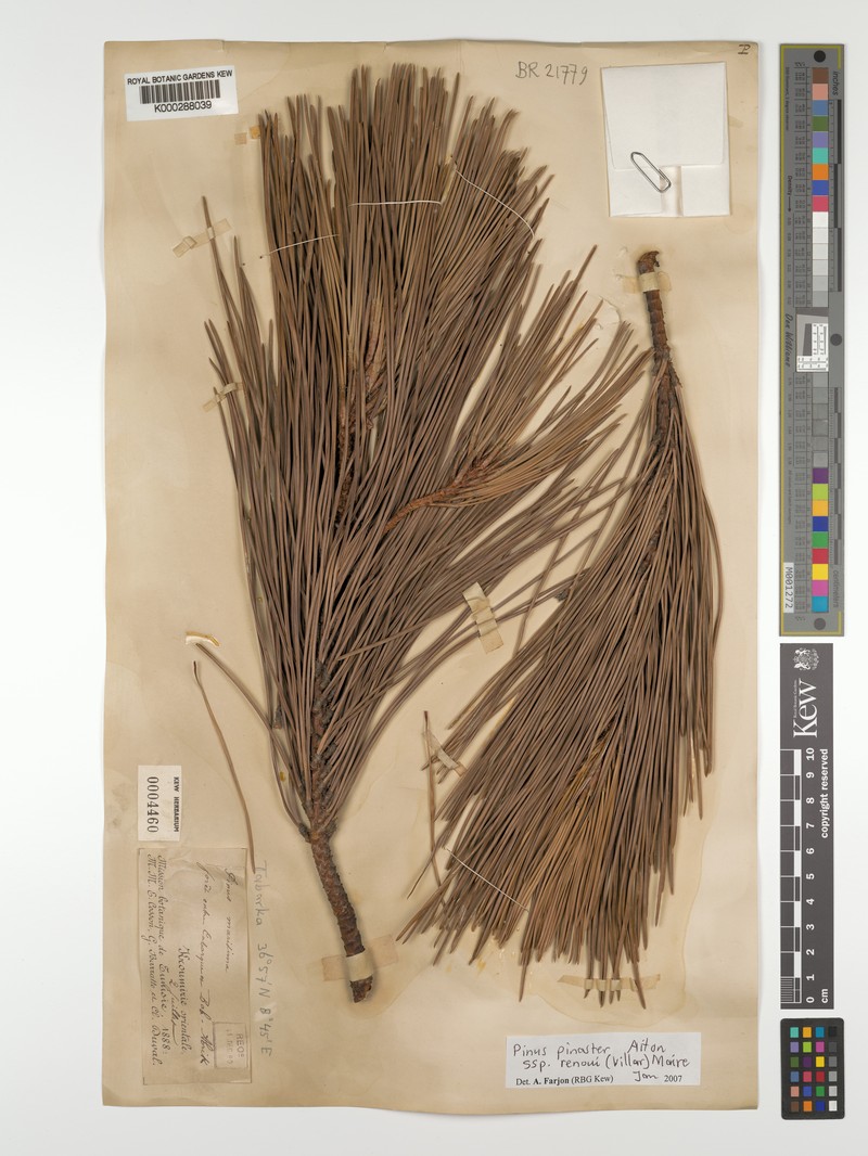 Pinus pinaster subsp. renoui photo 2