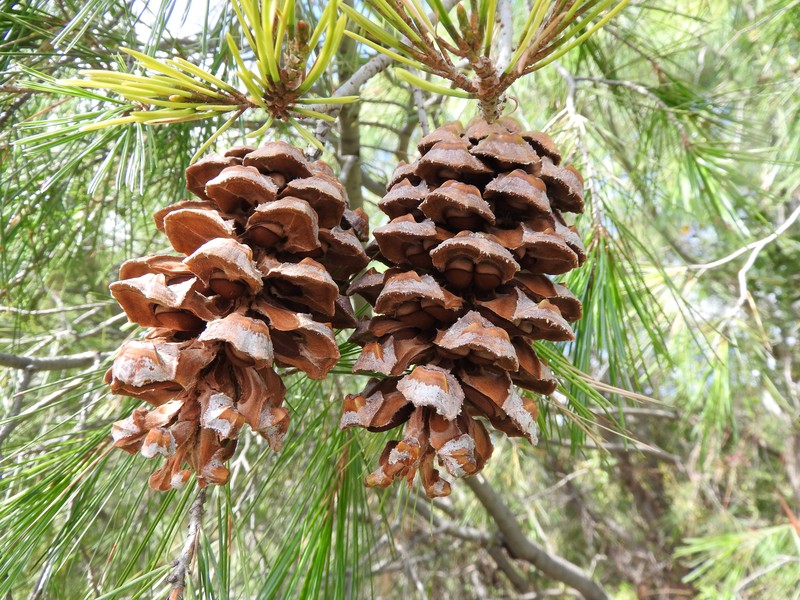 Pinus pinceana