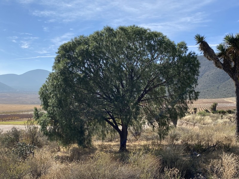 Pinus pinceana photo 2