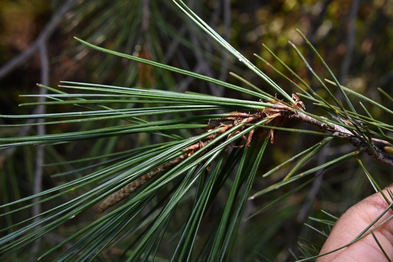Pinus pinceana photo 3