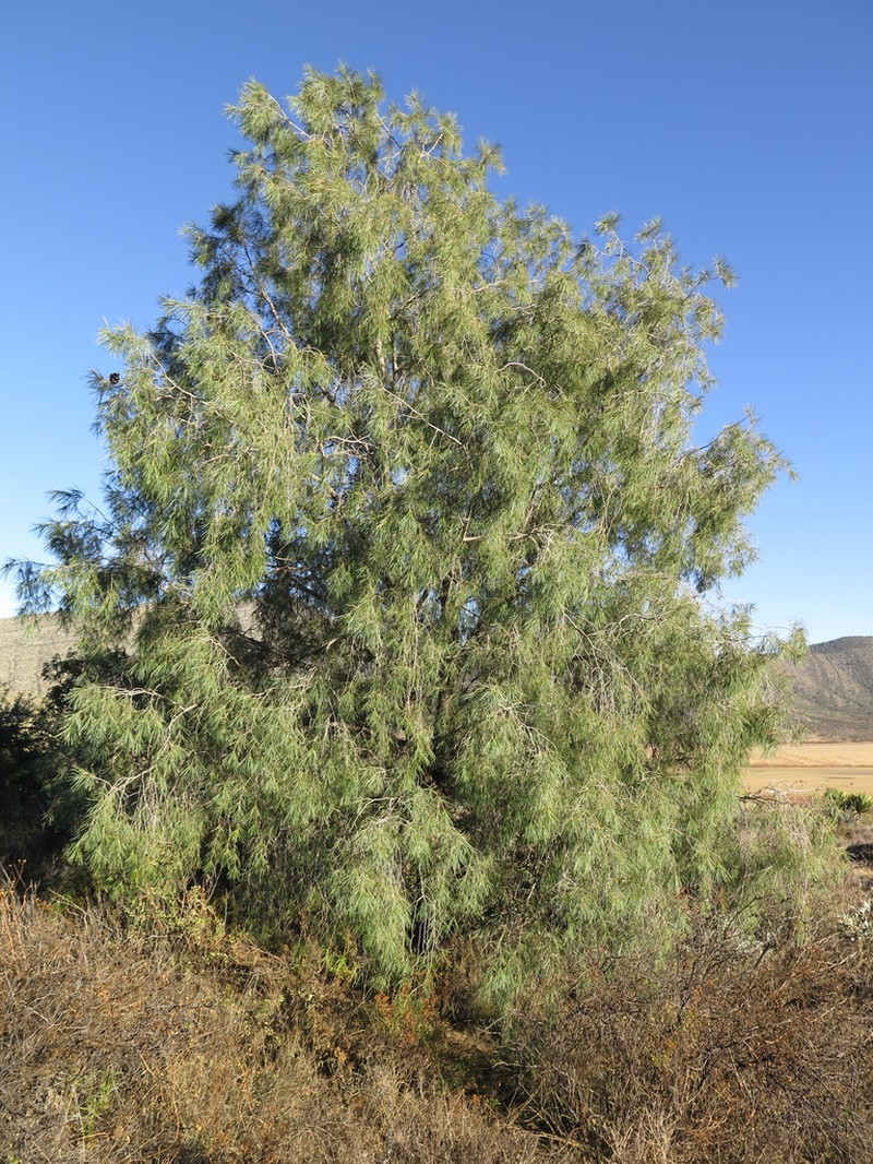 Pinus pinceana photo 4