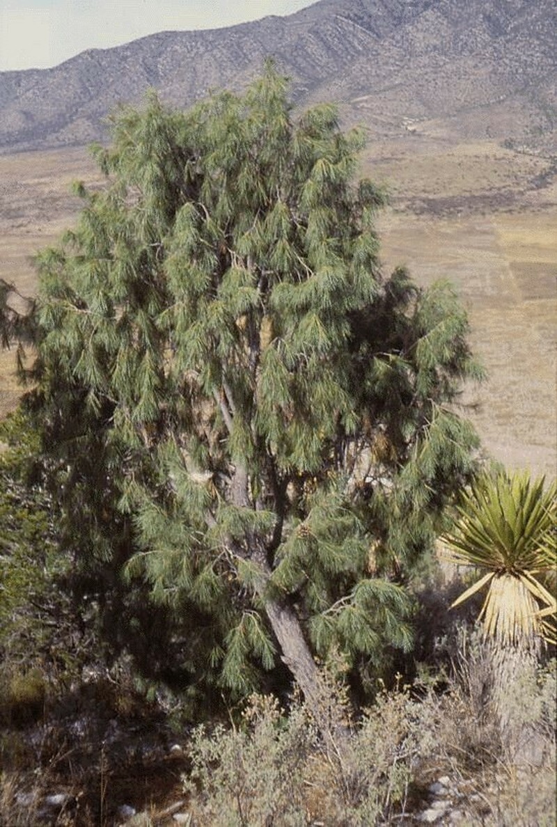 Pinus pinceana photo 5
