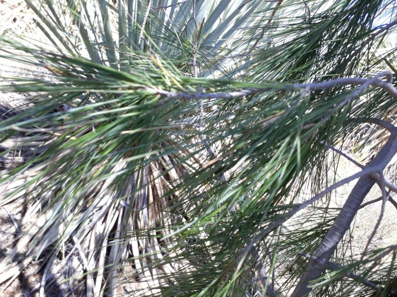 Pinus pinceana photo 6