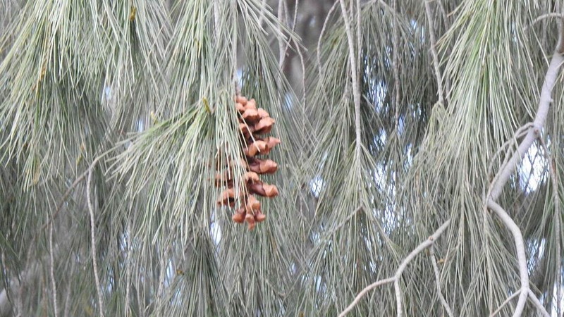Pinus pinceana photo 7