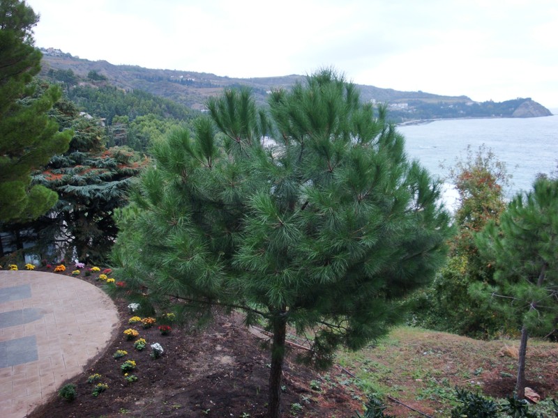 Italian Stone Pine photo 8