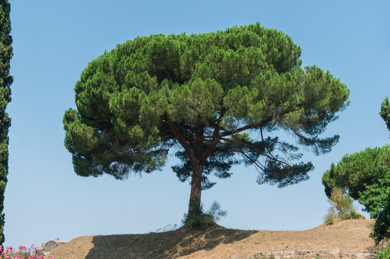 Italian Stone Pine photo 3