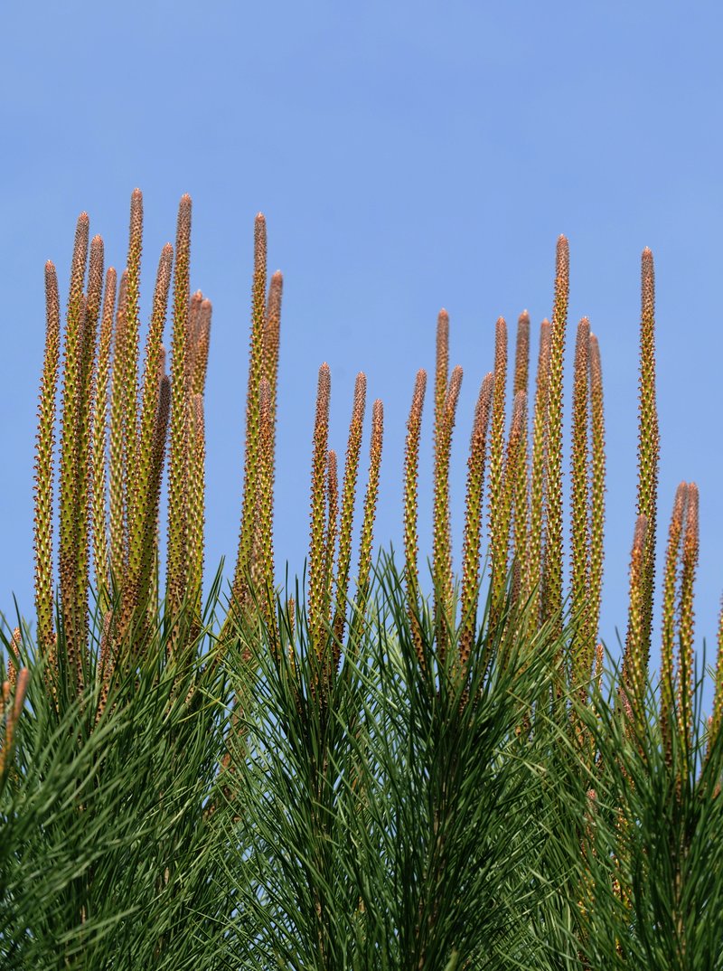 Italian Stone Pine photo 4
