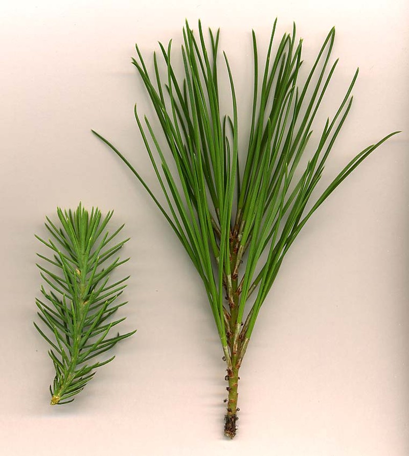 Italian Stone Pine photo 3