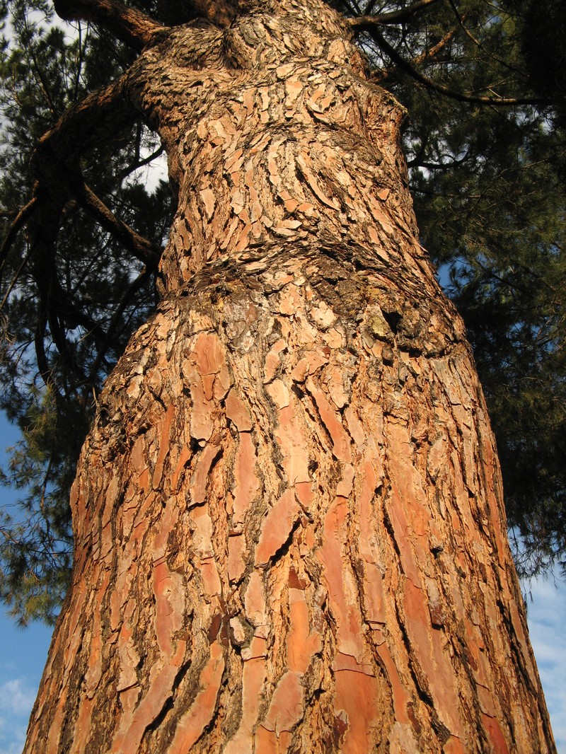 Italian Stone Pine photo 4