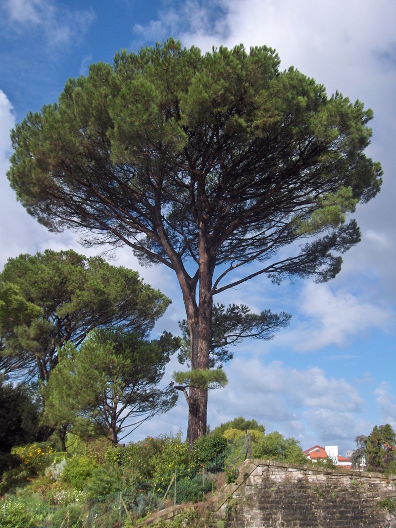 Italian Stone Pine photo 5