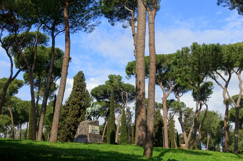 Italian Stone Pine photo 6