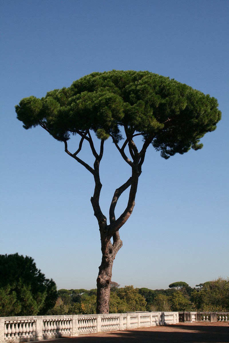 Italian Stone Pine photo 7