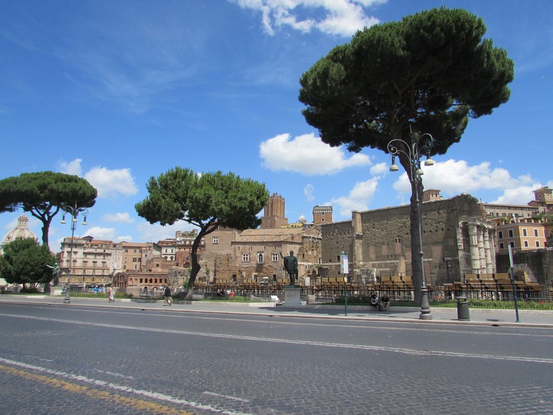 Italian Stone Pine photo 8