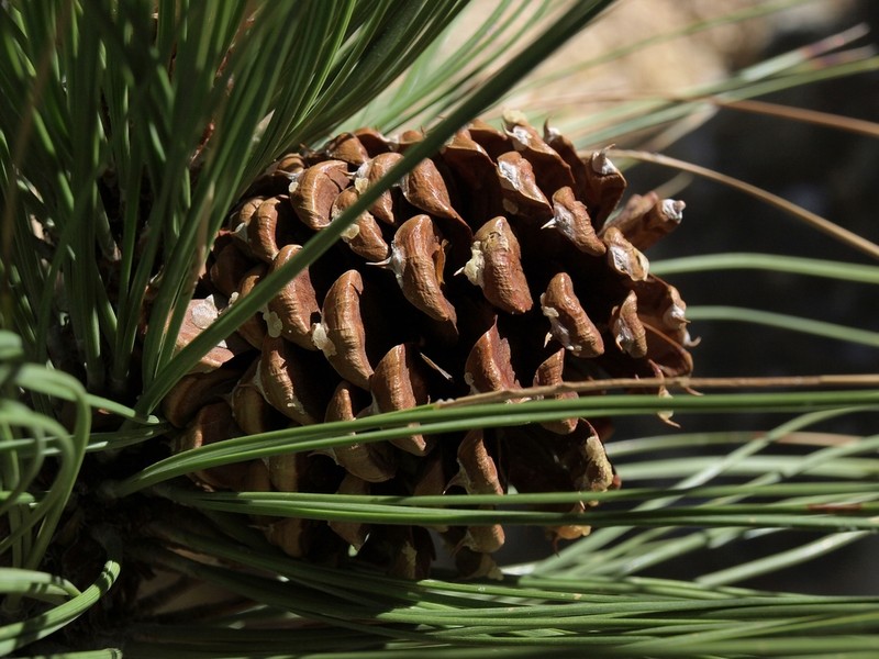 Ponderosa Pine photo 7