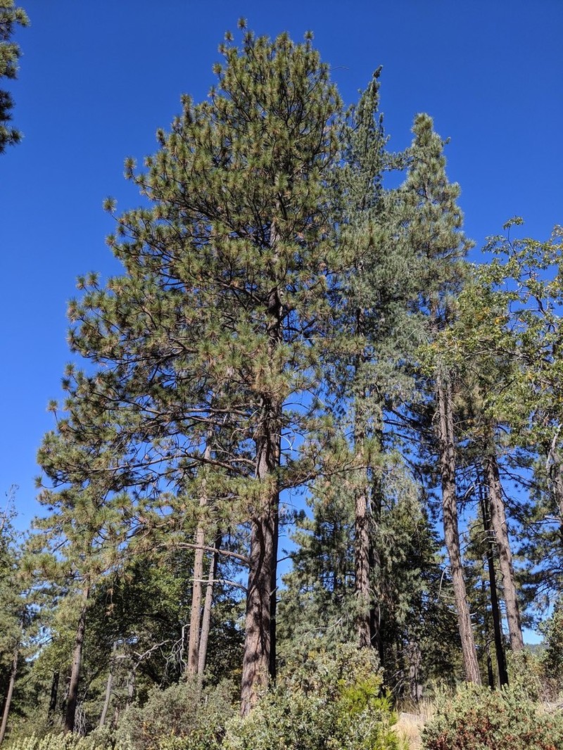 Ponderosa Pine photo 8