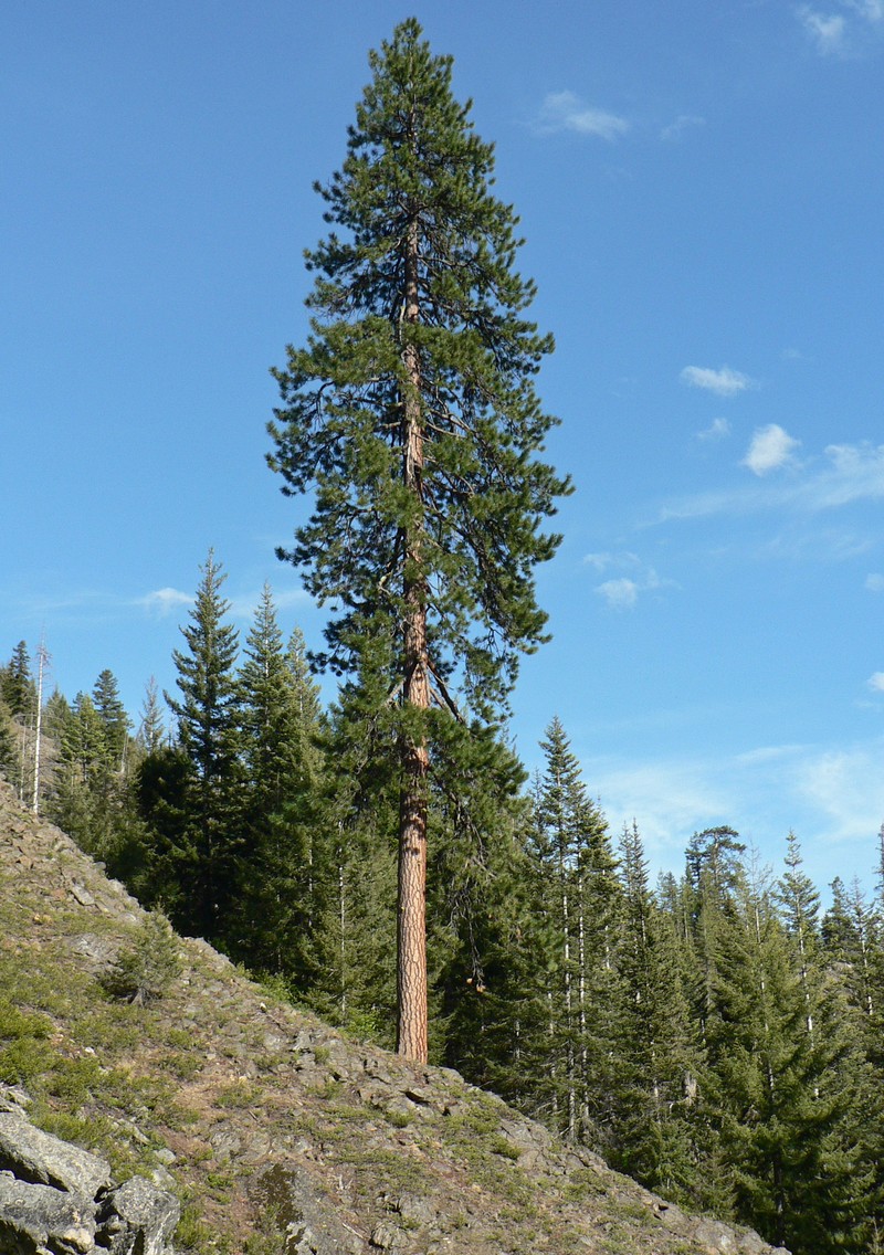 Pinus ponderosa var. benthamiana
