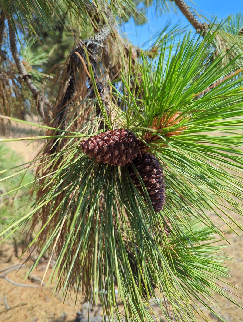 Pinus ponderosa var. benthamiana photo 3