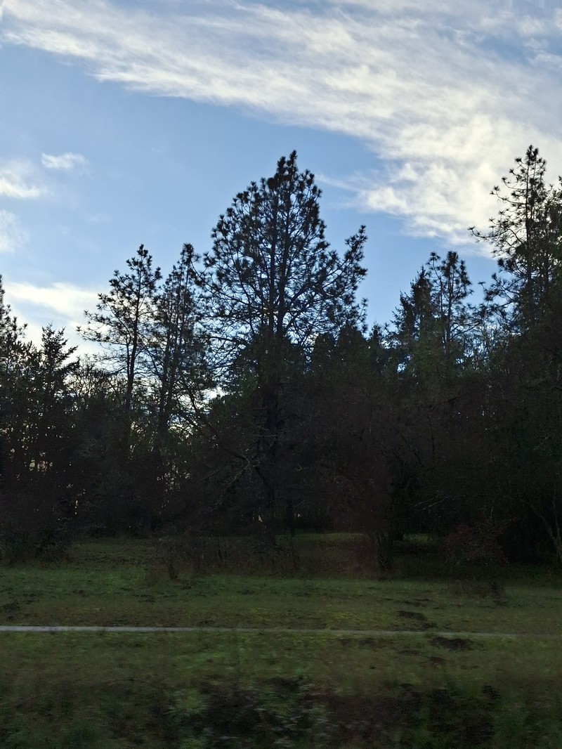 Pinus ponderosa var. benthamiana photo 7