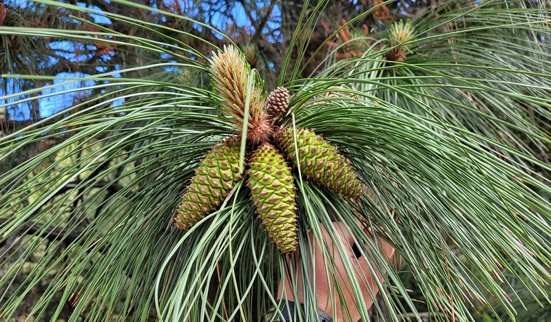 Pinus ponderosa var. pacifica photo 2