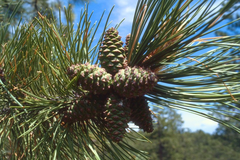 Pinus ponderosa var. pacifica photo 4
