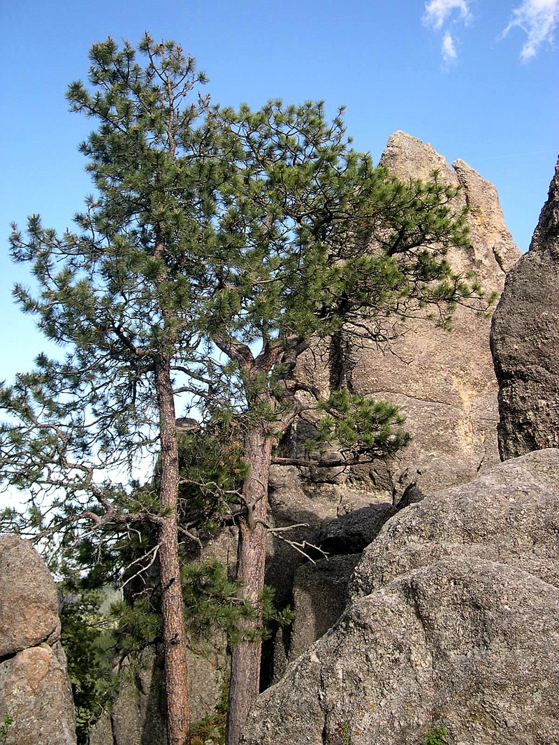 Pinus ponderosa var. pacifica photo 5