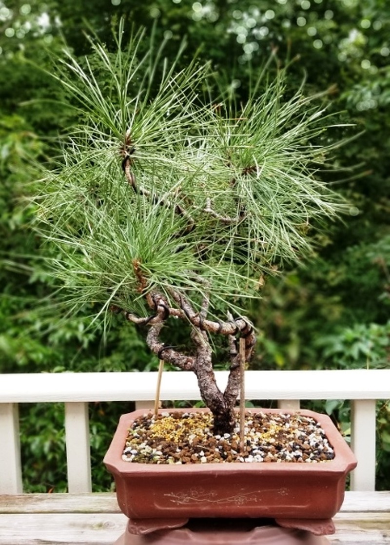 Pinus ponderosa var. pacifica photo 6