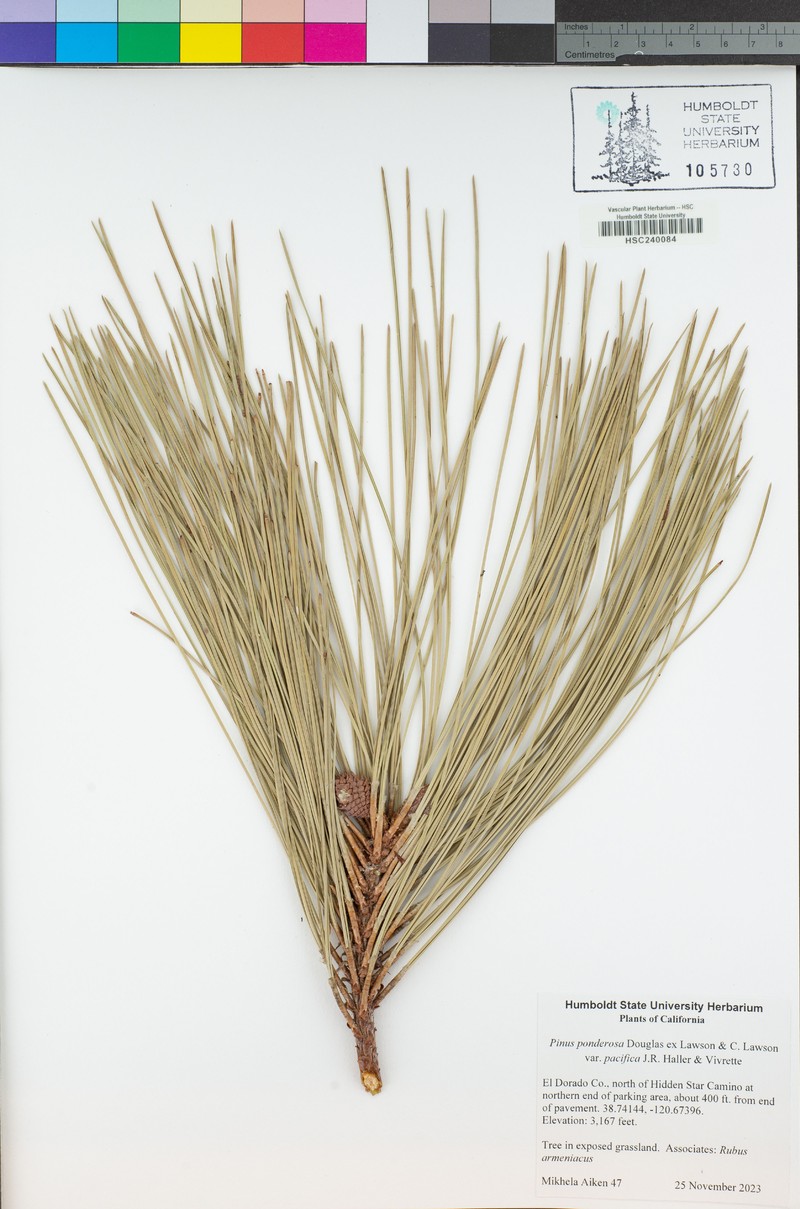 Pinus ponderosa var. pacifica photo 7