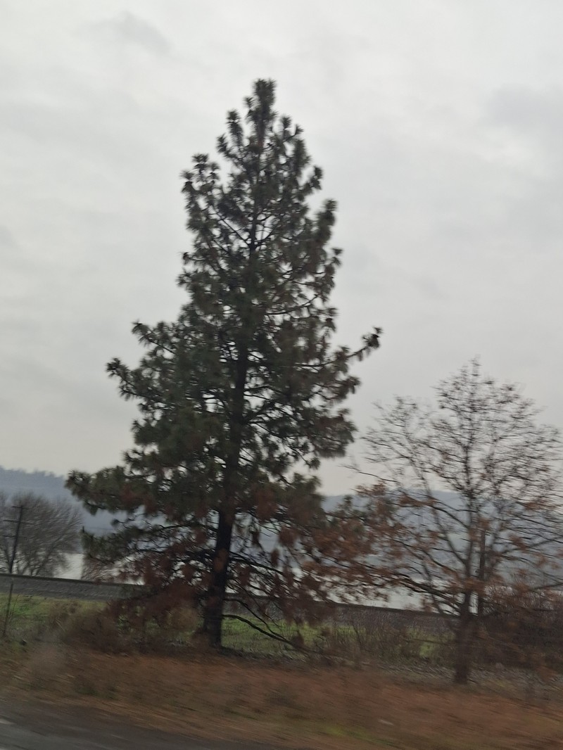 Pinus ponderosa var. ponderosa photo 2