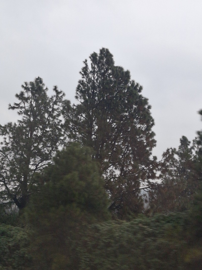 Pinus ponderosa var. ponderosa photo 3