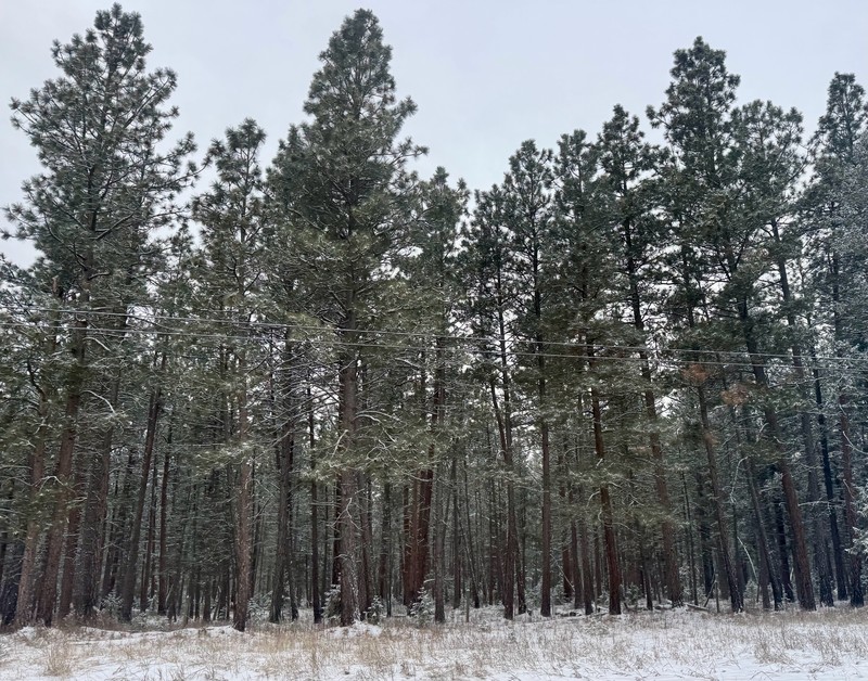 Pinus ponderosa var. ponderosa photo 4