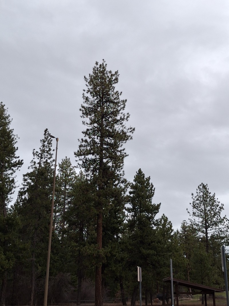 Pinus ponderosa var. ponderosa photo 5