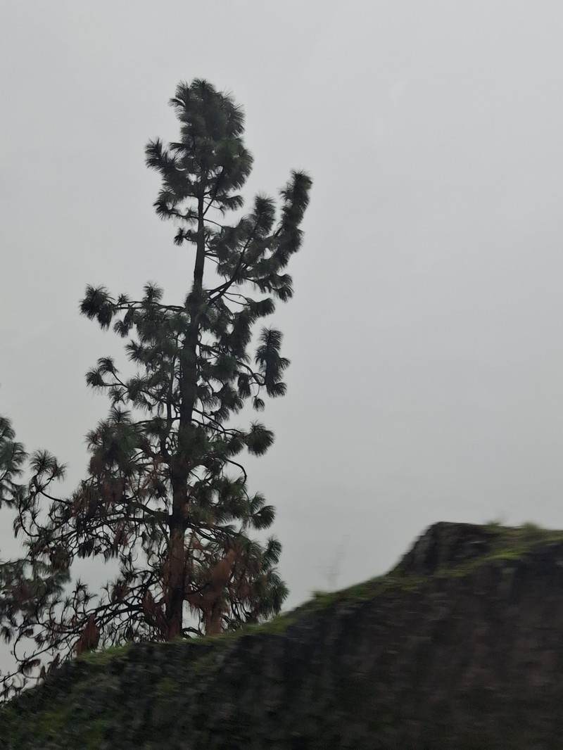 Pinus ponderosa var. ponderosa photo 6