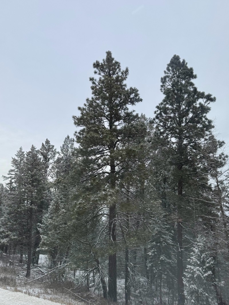 Pinus ponderosa var. ponderosa photo 7