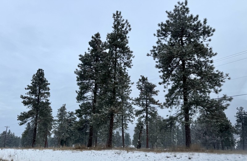 Pinus ponderosa var. ponderosa photo 8