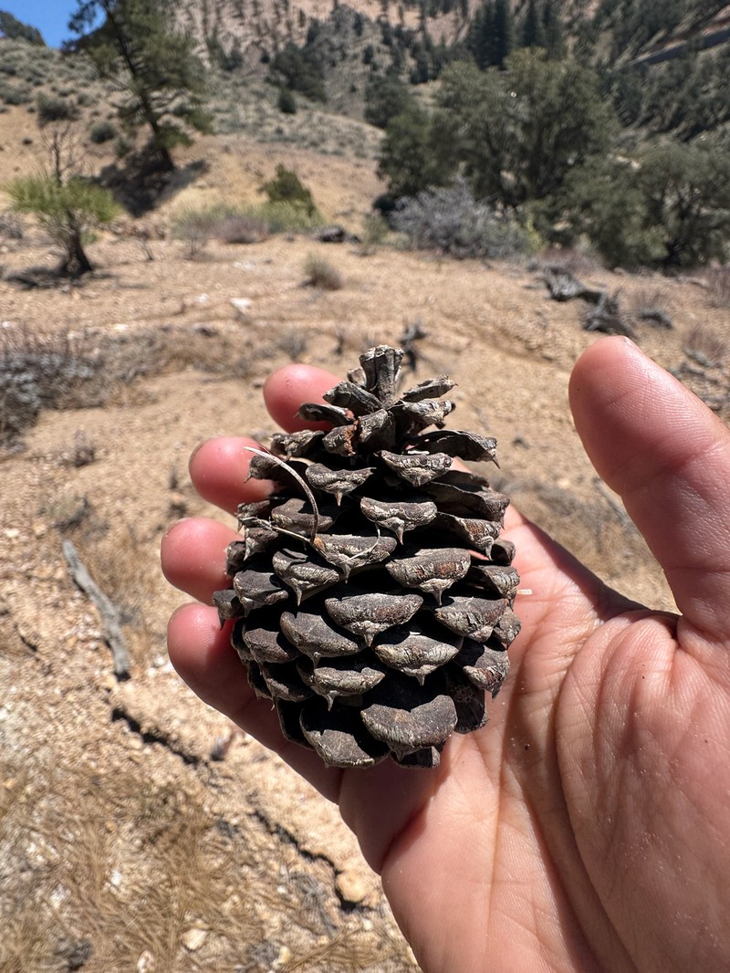 Pinus ponderosa var. washoensis
