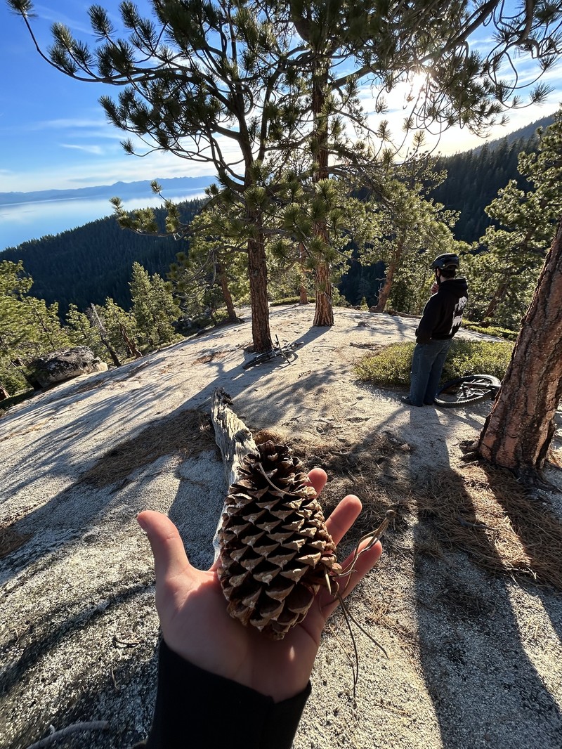 Pinus ponderosa var. washoensis photo 2