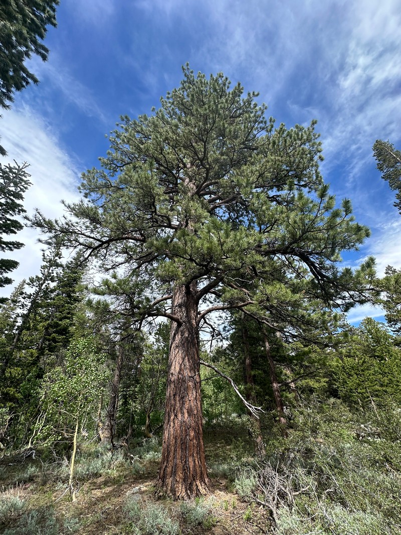 Pinus ponderosa var. washoensis photo 3