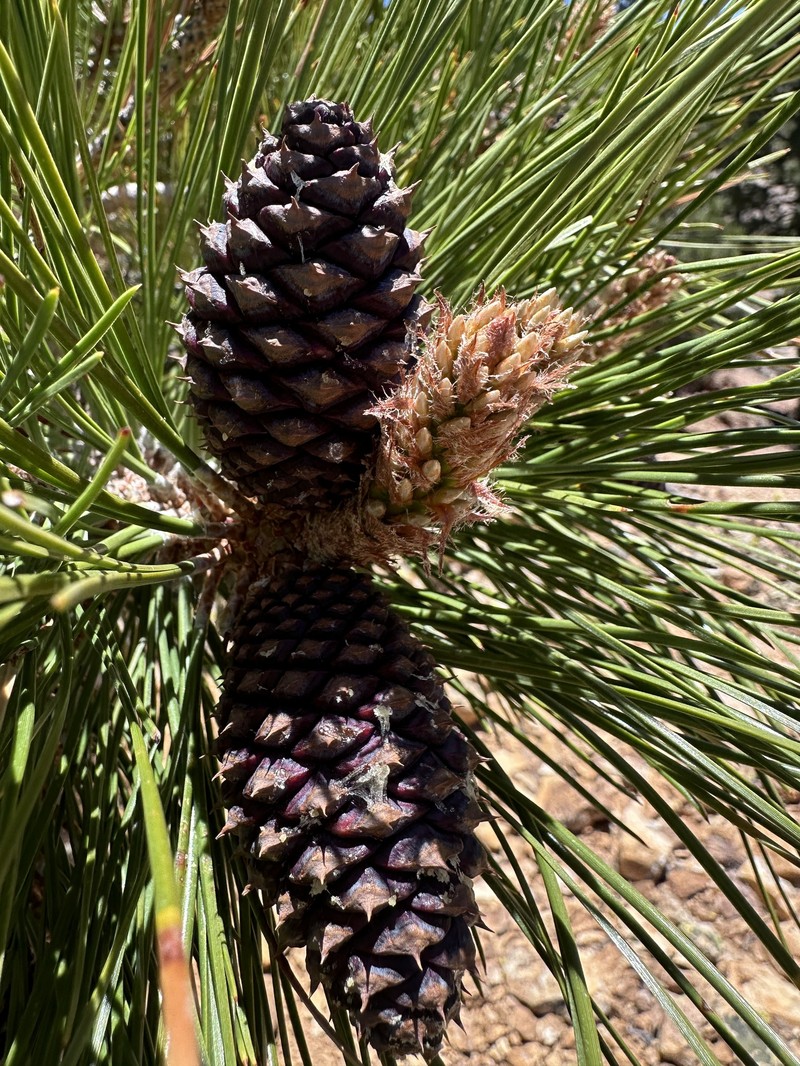 Pinus ponderosa var. washoensis photo 4