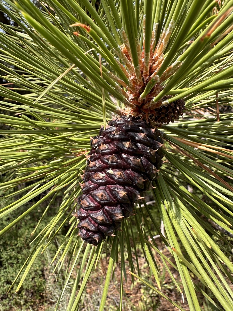 Pinus ponderosa var. washoensis photo 5