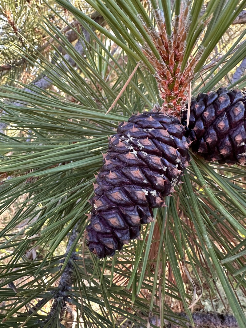 Pinus ponderosa var. washoensis photo 6