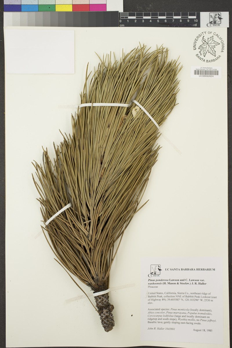 Pinus ponderosa var. washoensis photo 8