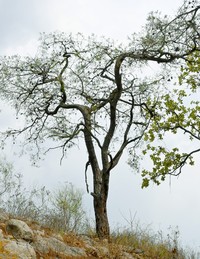 Pinus praetermissa