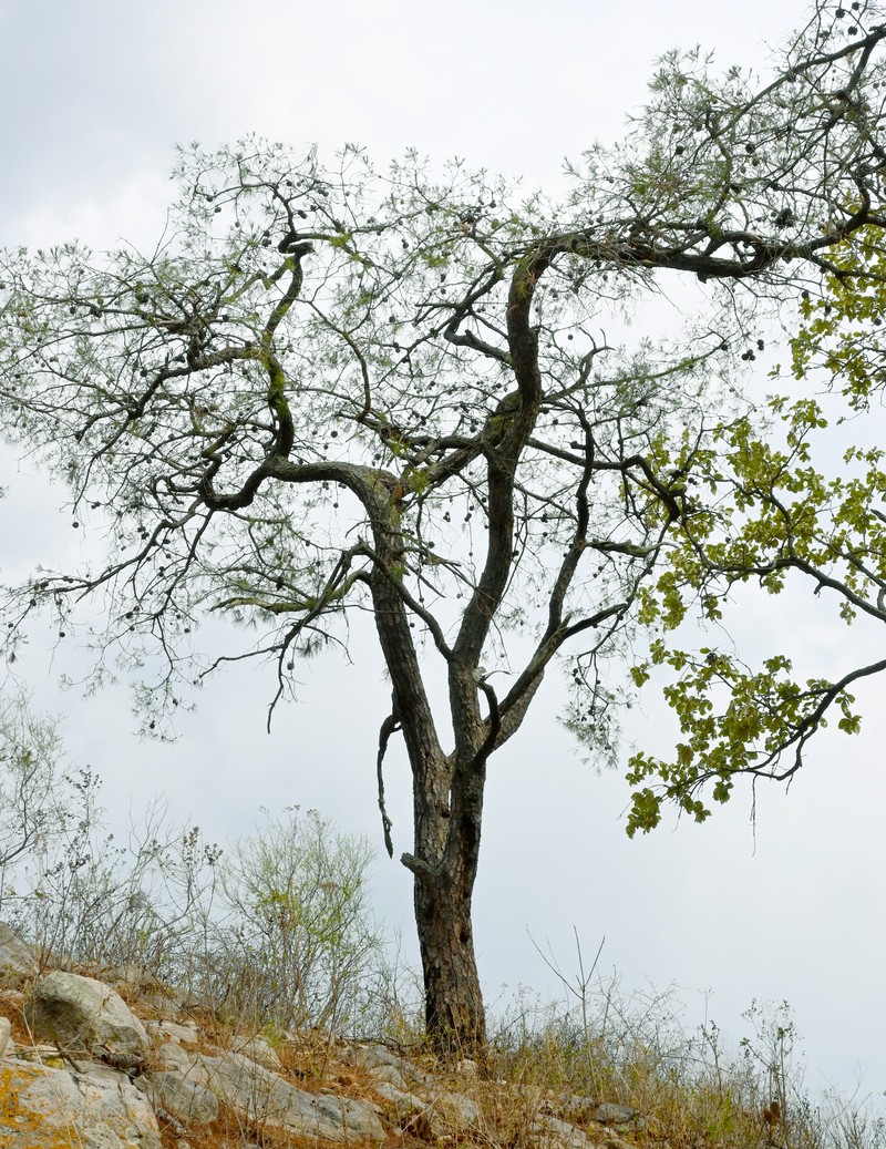 Pinus praetermissa