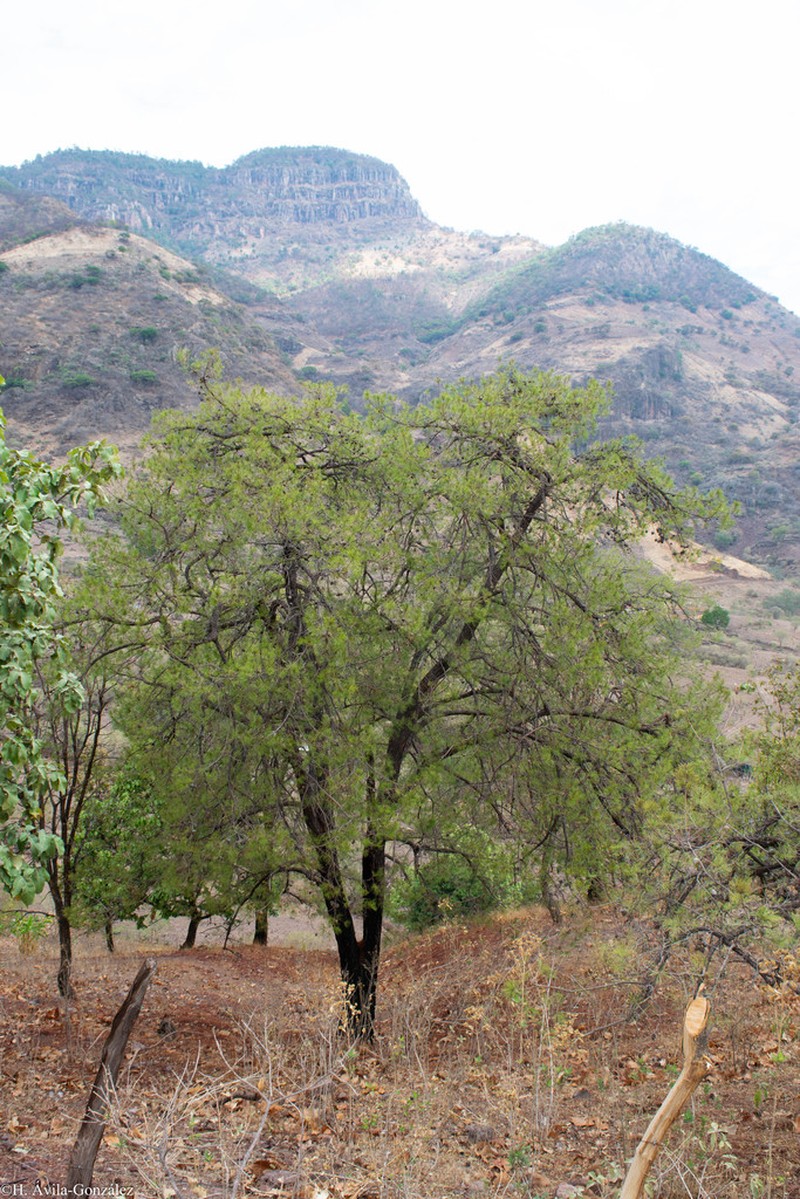 Pinus praetermissa photo 2
