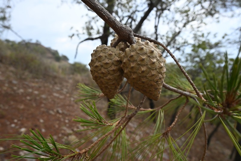 Pinus praetermissa photo 3